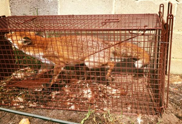 The Fox Magnet Trap - Image 5