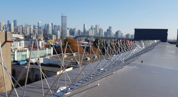 bird spikes installed